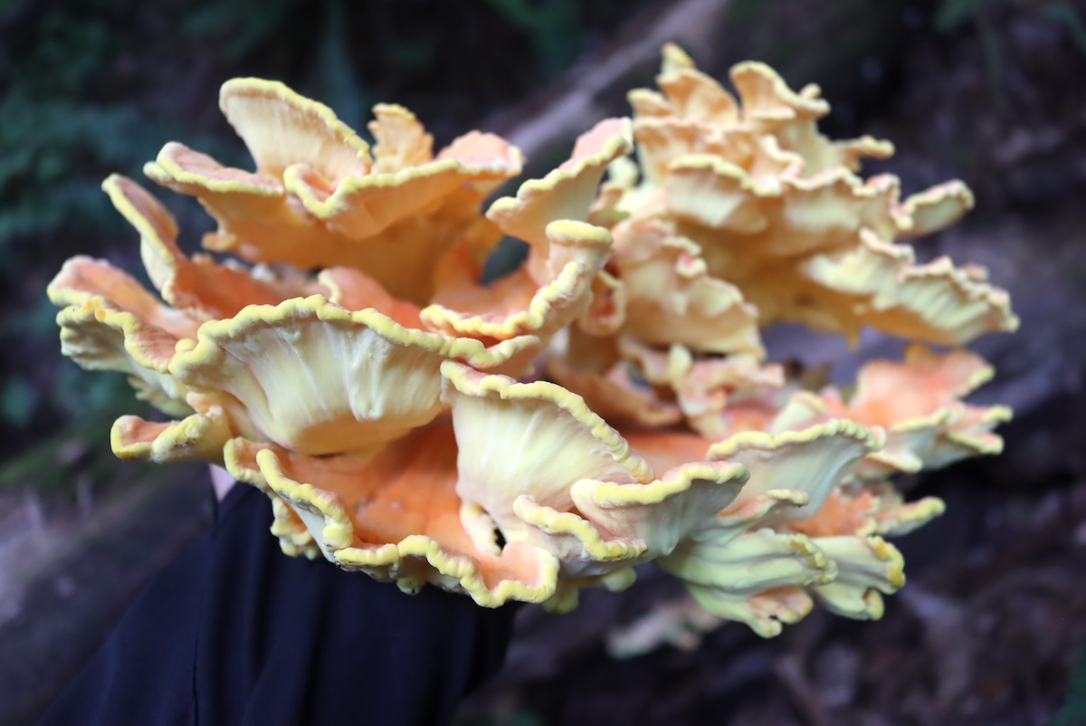 Edge of Chicken of the Woods