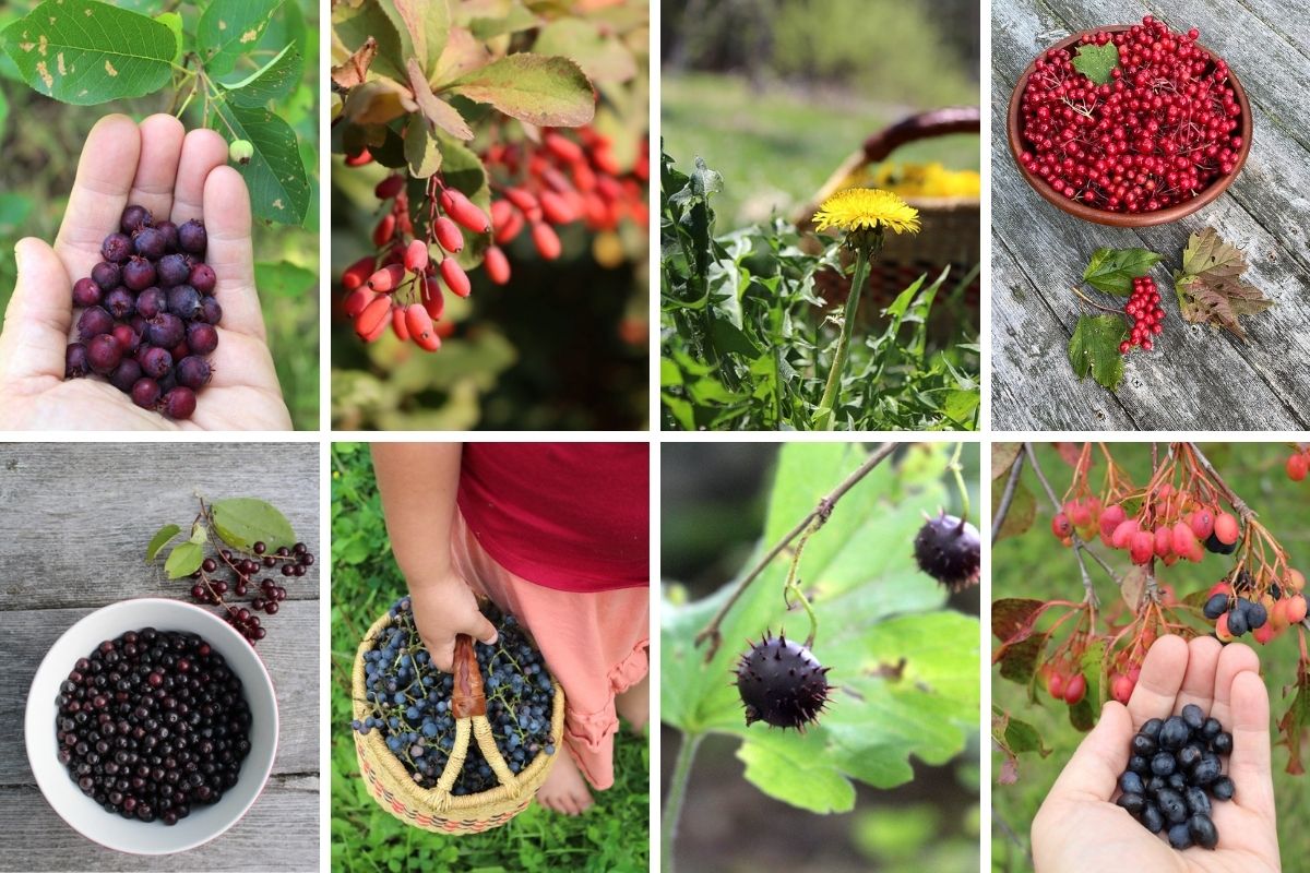 100+ Wild Edible Plants To Forage ~ Forager’s Bucket List