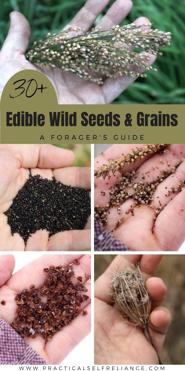 Edible Wild Seeds and Grains