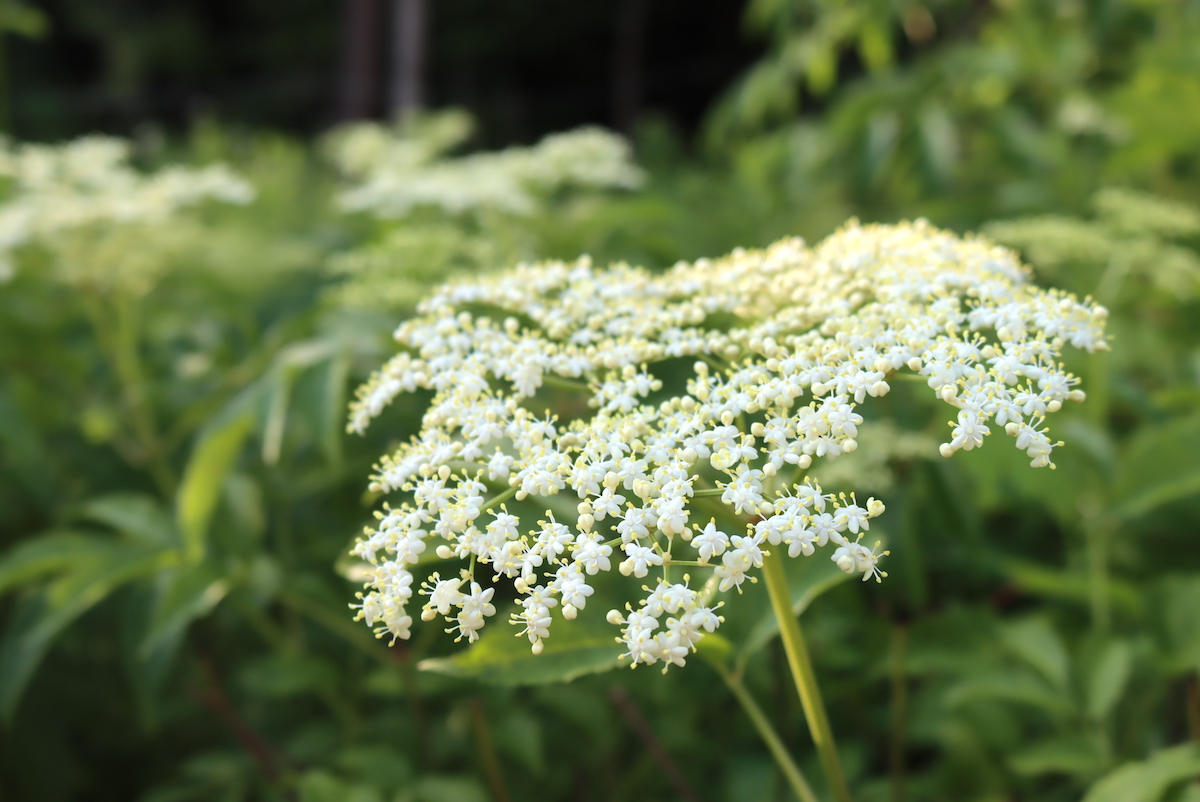 Elderflower