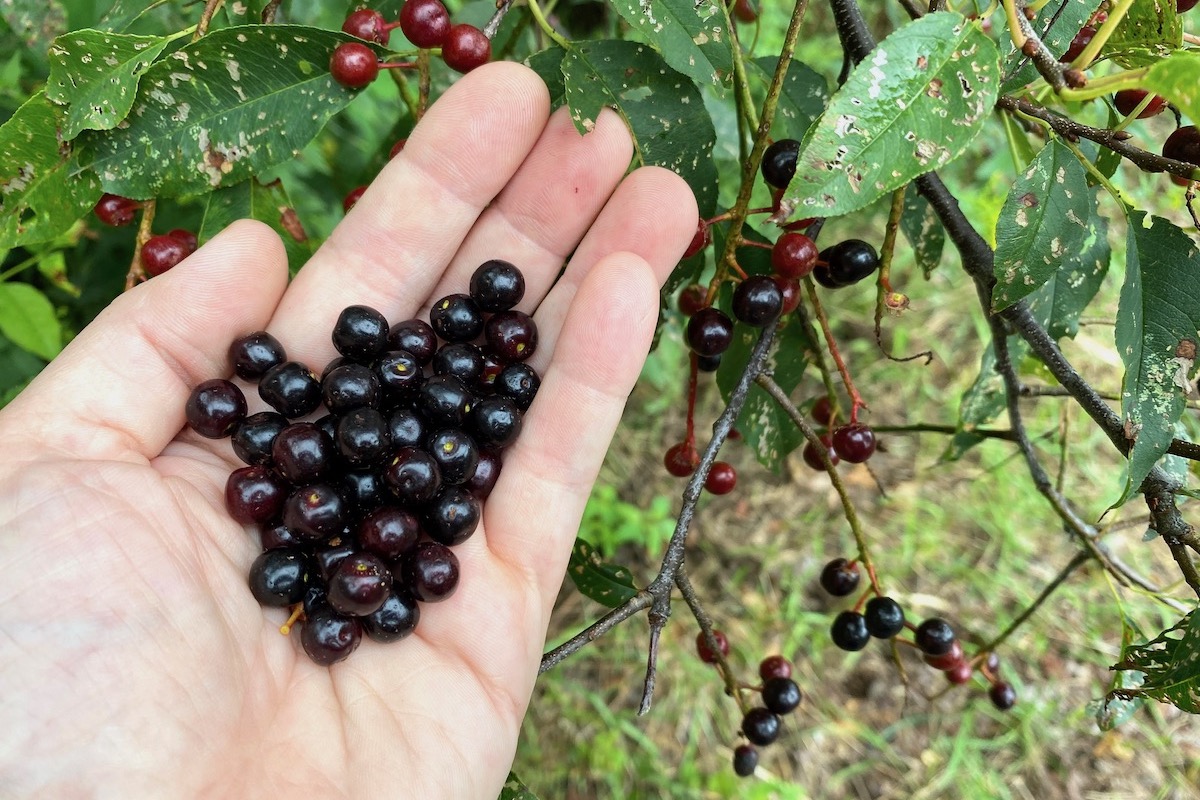 Foraging Wild Black Cherry