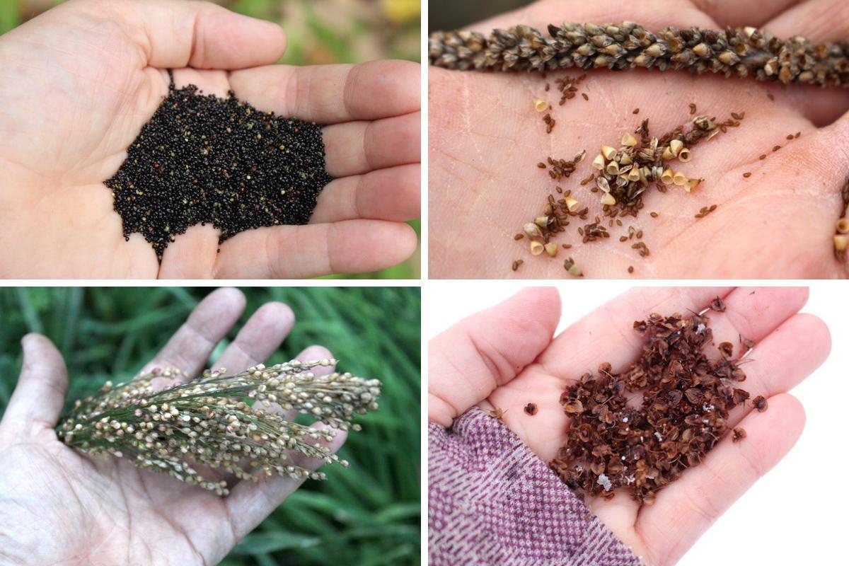 Foraging Wild Grains and Seeds