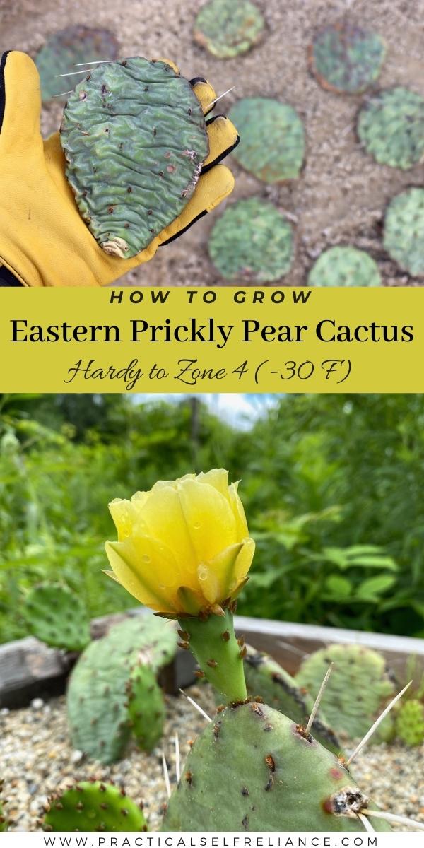 How to Grow Eastern Prickly Pear Cactus