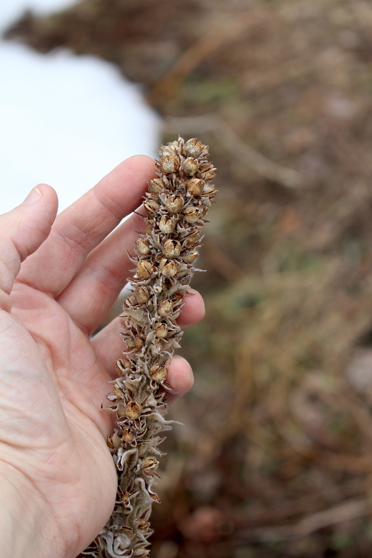 Mullein Seed Head in Early Spring