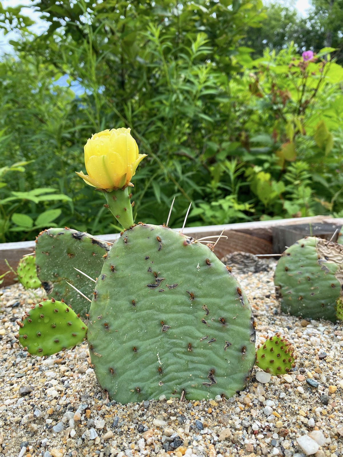Northern Prickly Pear Cactus Flower