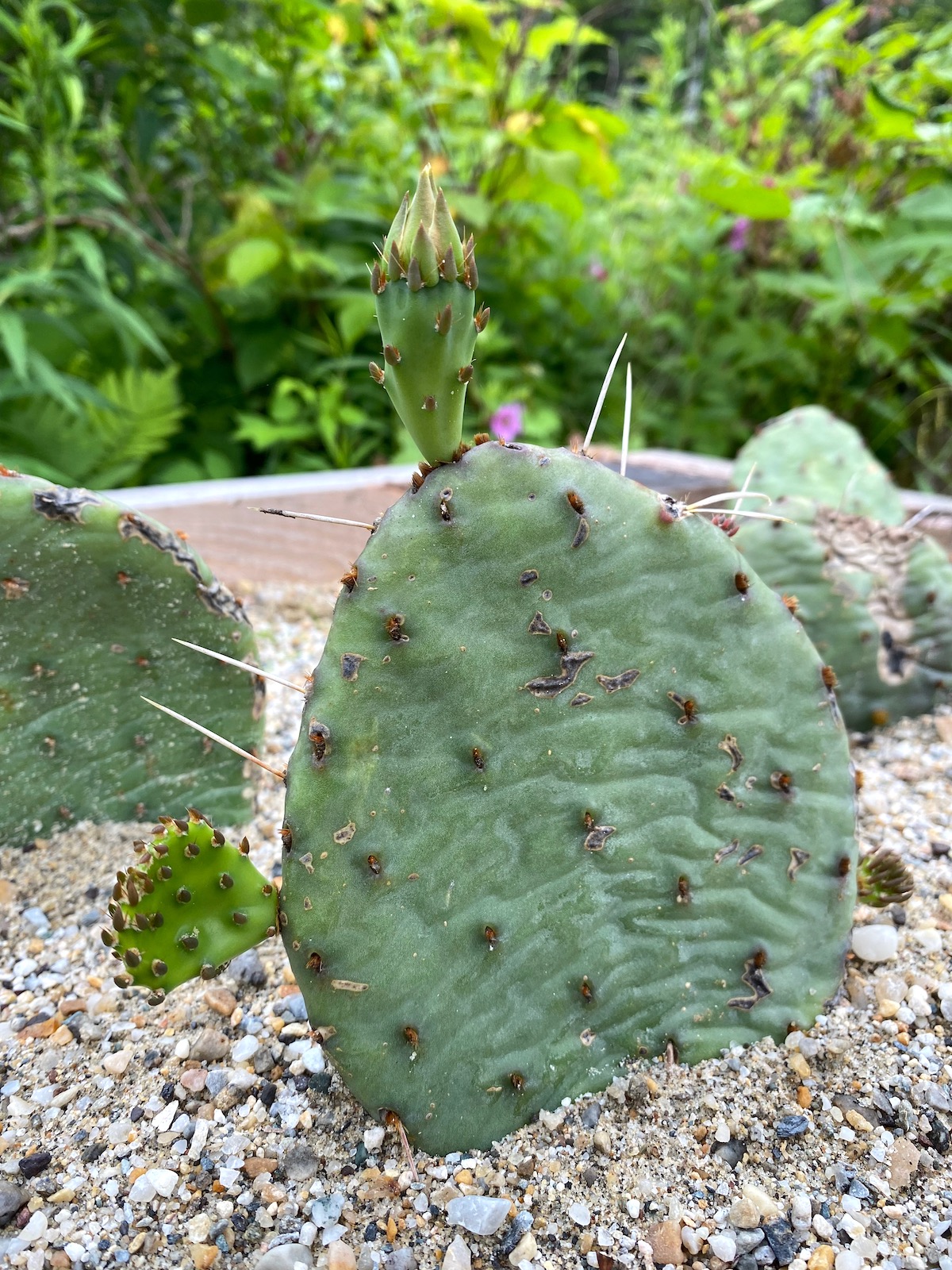 Northern Prickly Pear Cactus