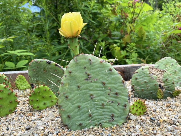 Northern Prickly Pear Cactus