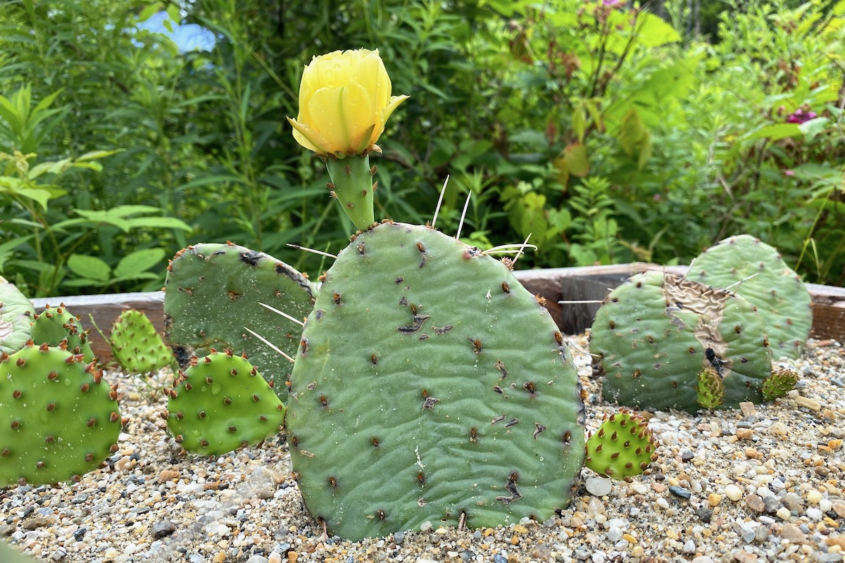 Growing Eastern Prickly Pear Cactus (Hardy to Zone 4)