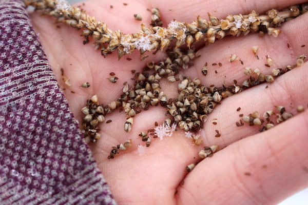 Plantain Seeds 