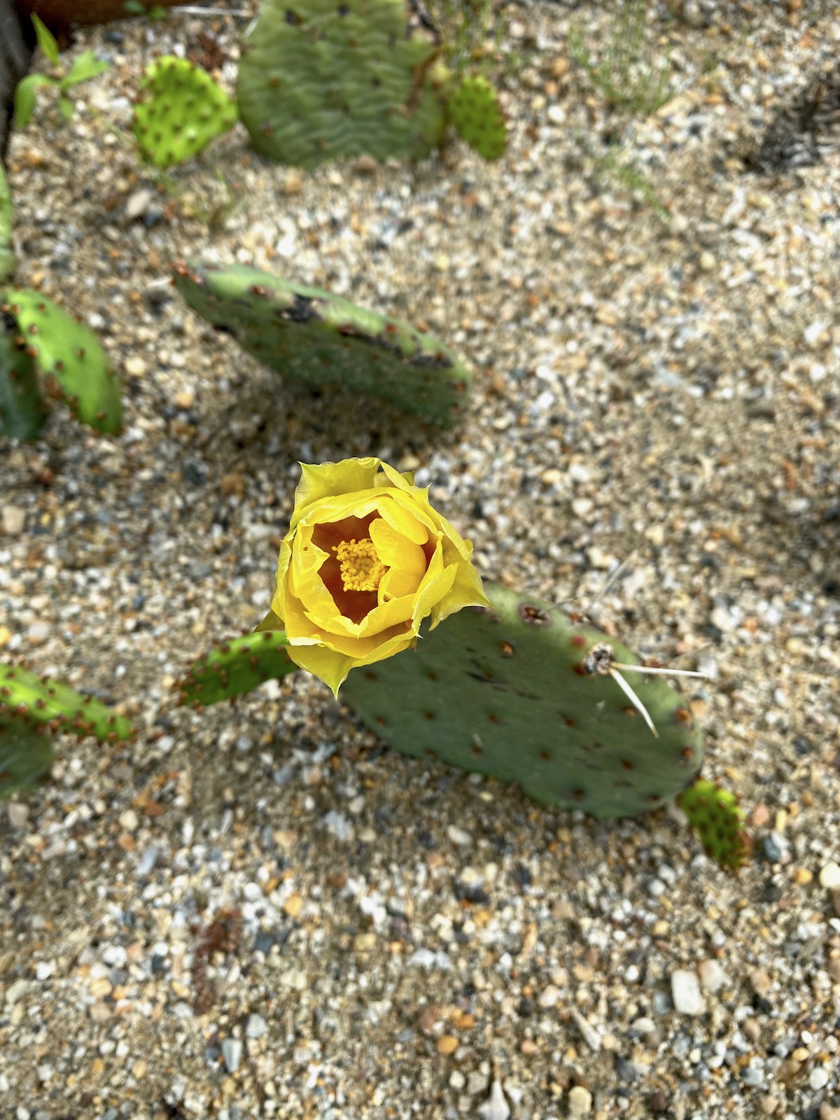 Eastern Prickly Pear Flower