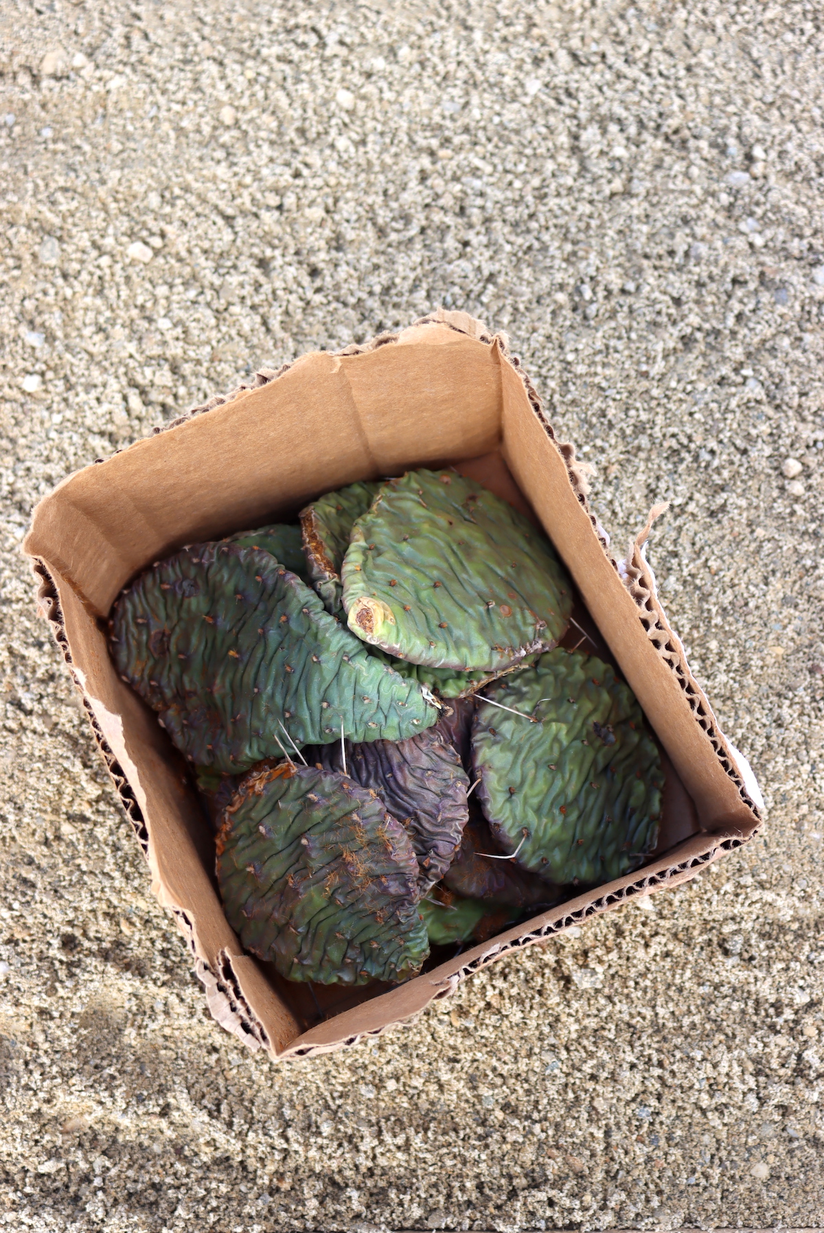 Eastern Prickly Pear Pads