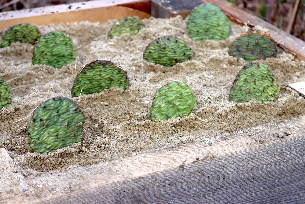 Prickly Pear after planting