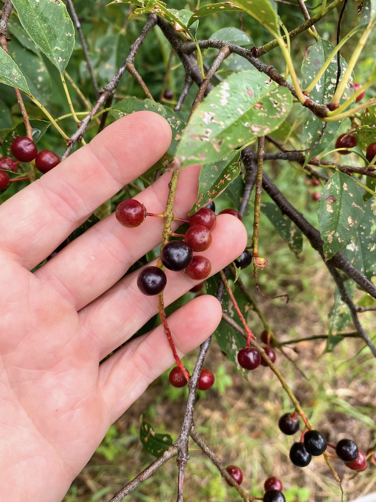 Ripening Black Cherry