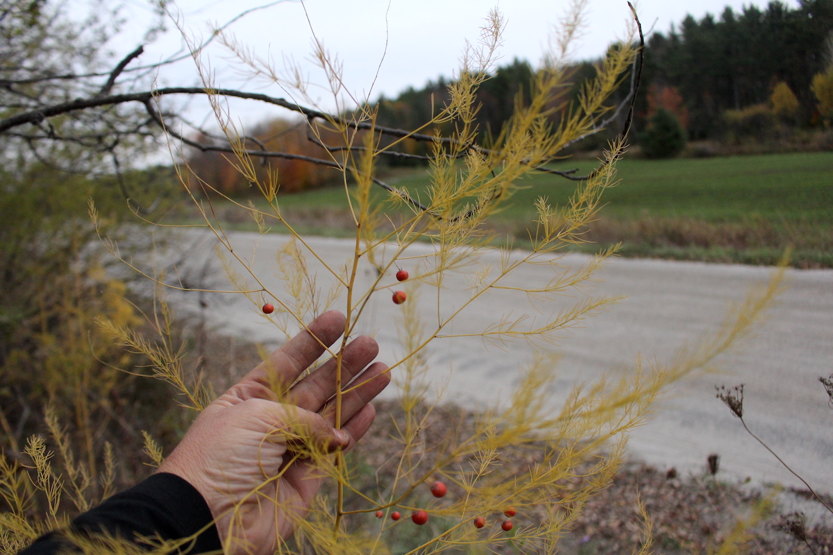 Roadside Asparagus Seed