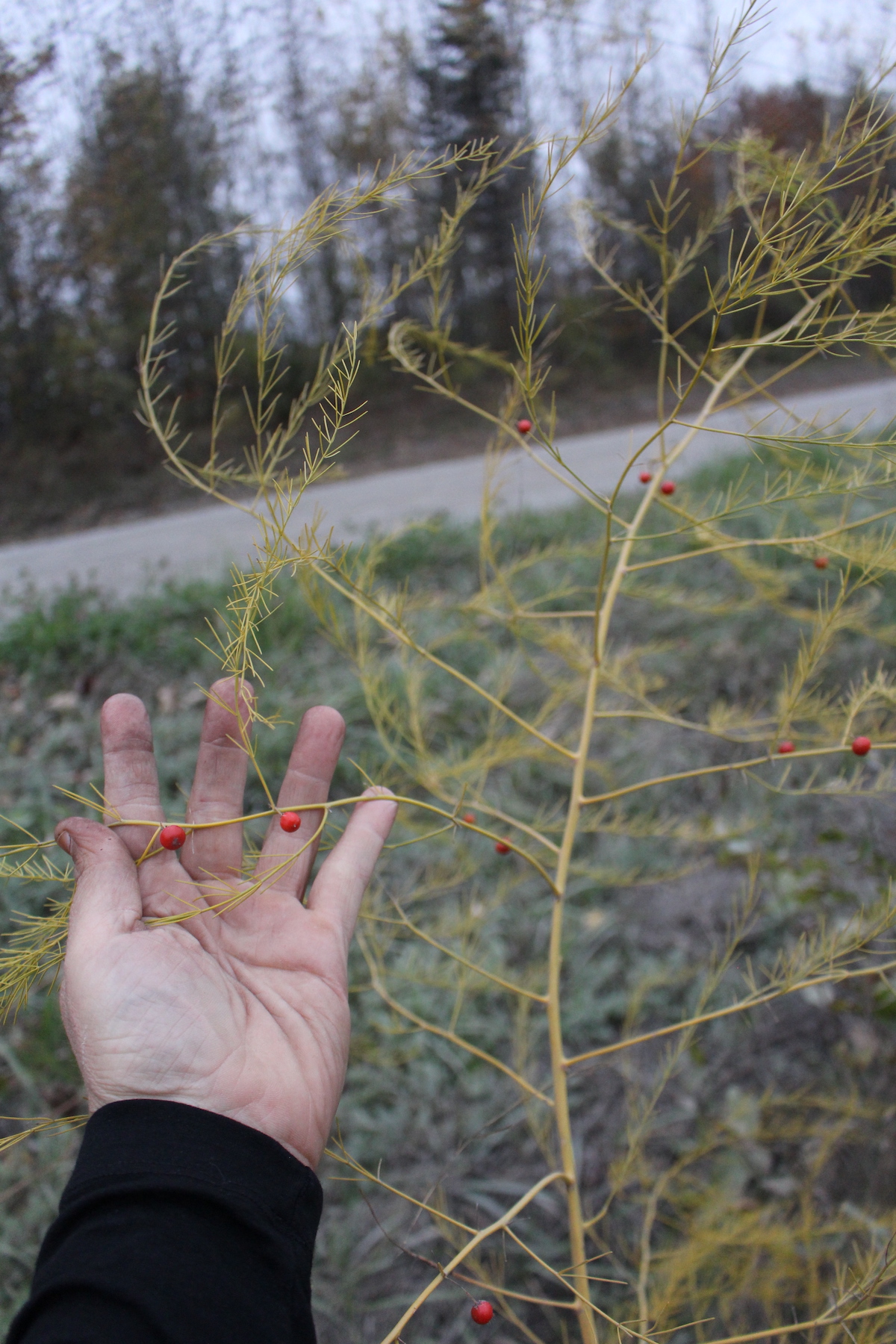 Roadside Wild Asparagus with Seeds