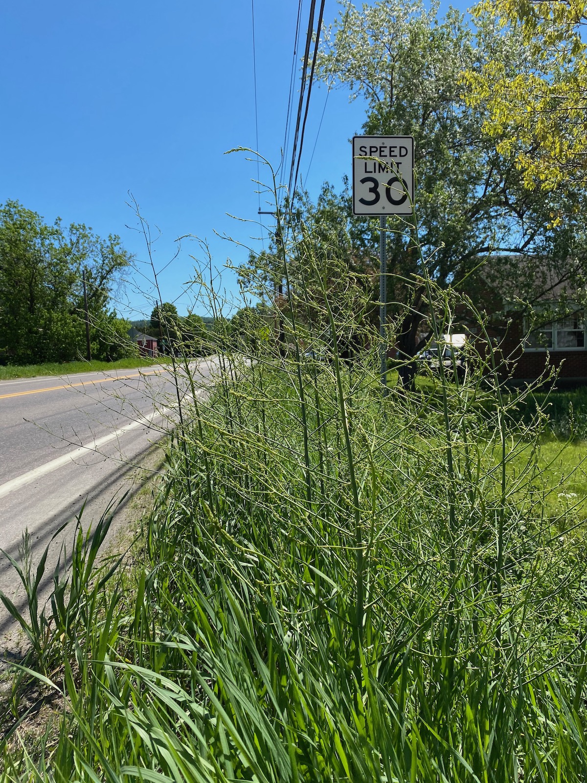 Roadside Wild Asparagus
