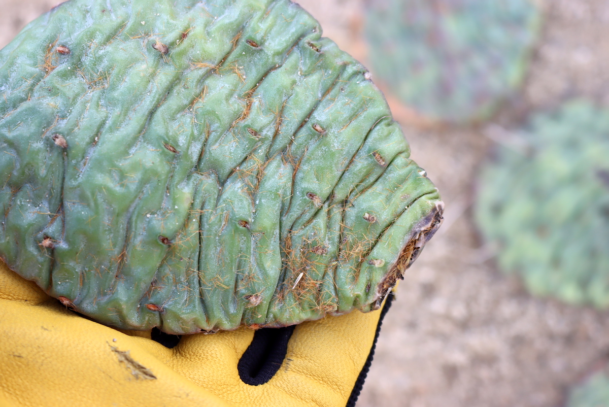 Small Spines on Northern Prickly Pear