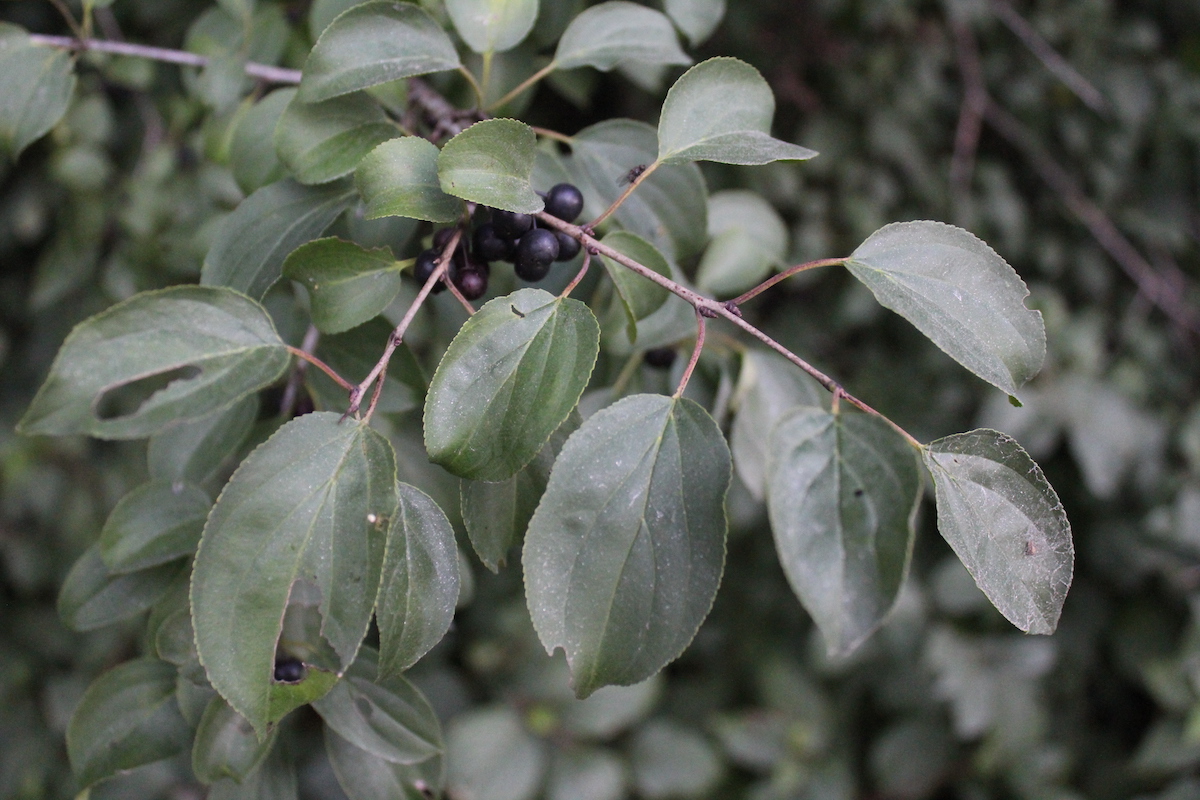 Toxic Buckthorn