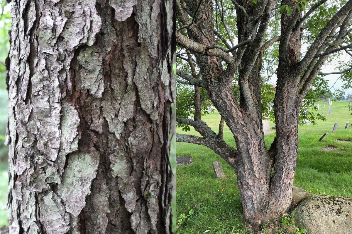 Two Ages of Black Cherry Bark