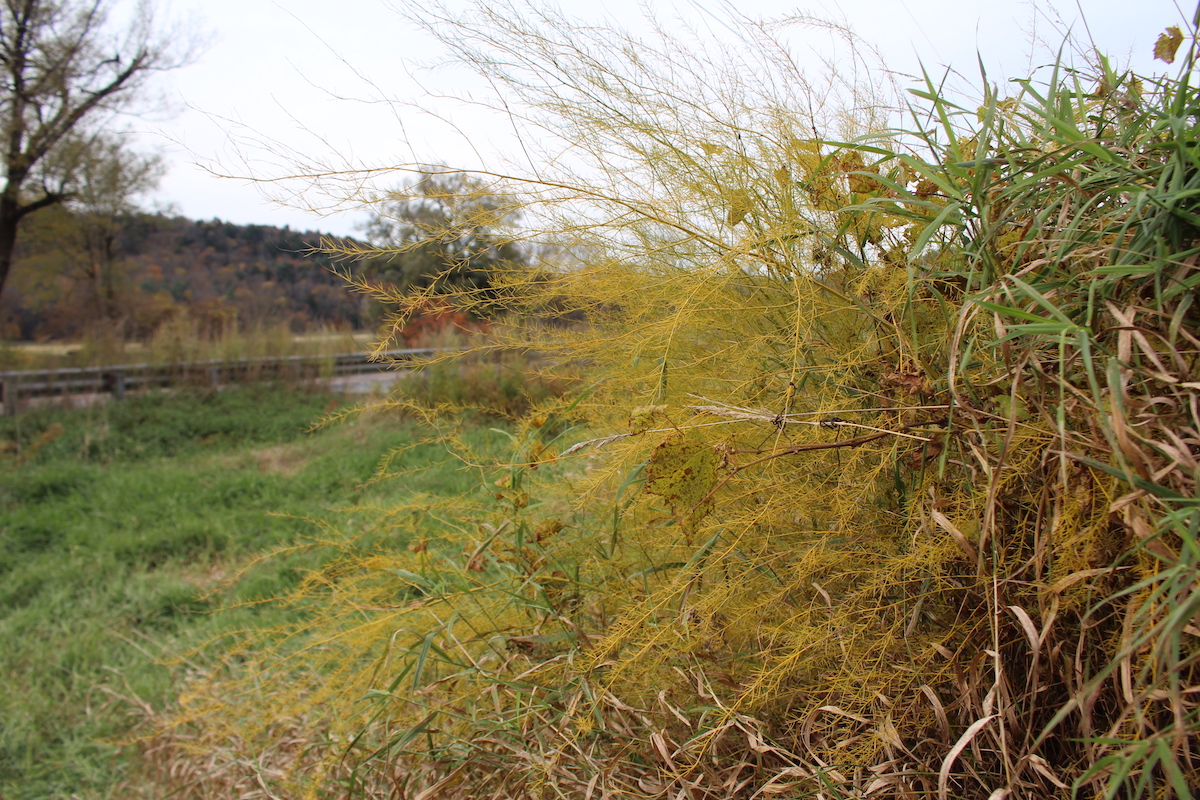Wild Asparagus in autumn