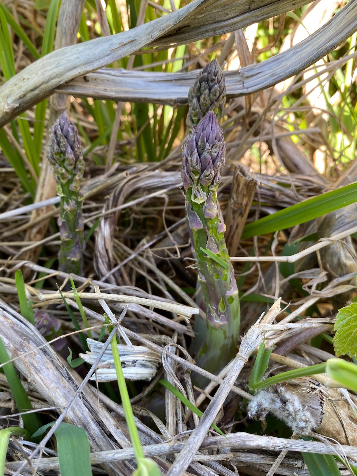 Wild Asparagus in Field