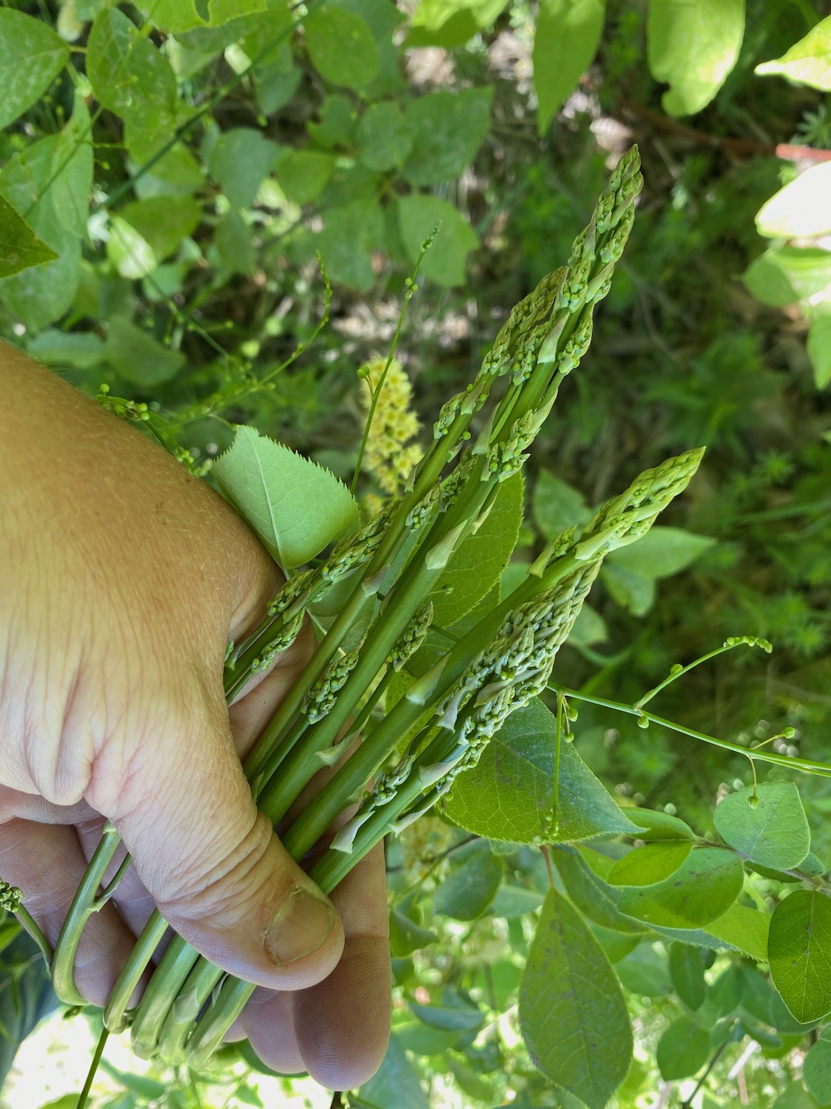 Wild Asparagus with Chokecherry Blossoms