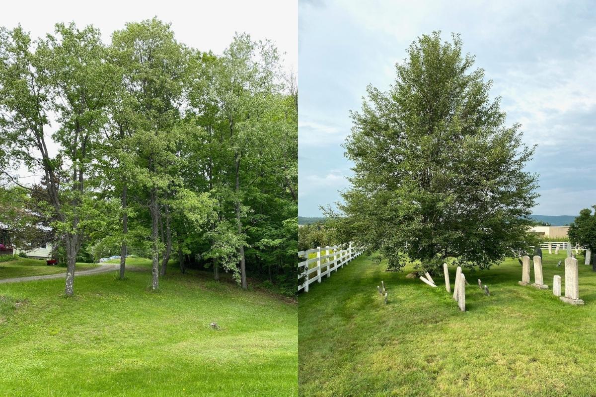 Wild Black Cherry Tree Growth Habit