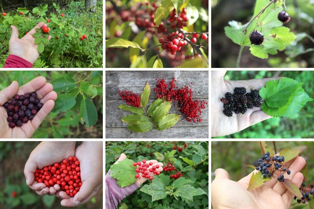 Wild Foraged Fruit