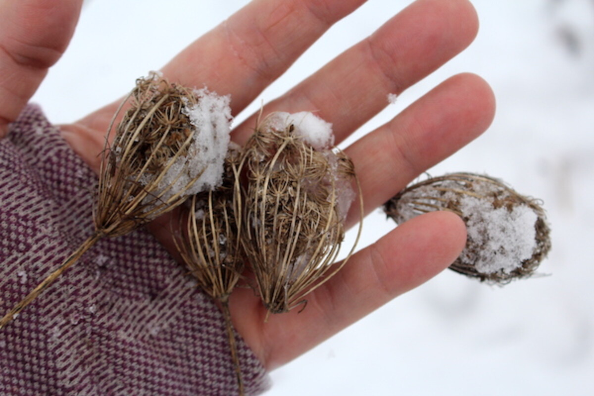 Queen Anne's Lace seed heads foraged in winter
