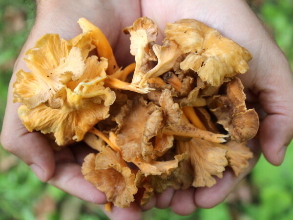 Yellowfoot Chanterelles