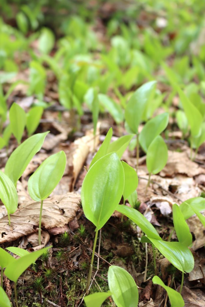 Young Mayflower with single leaf