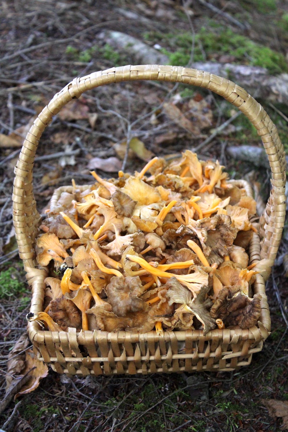 Basket of Chanterelles