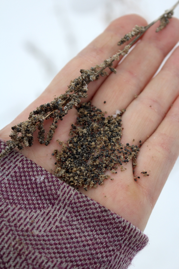 goosefoot seed