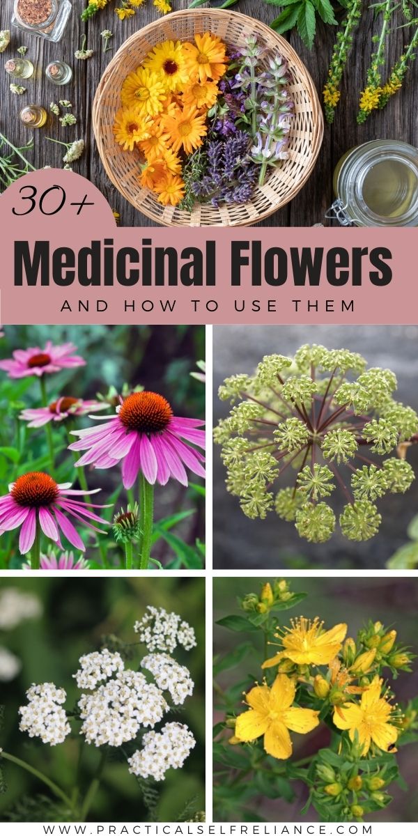 30 Medicinal Flowers