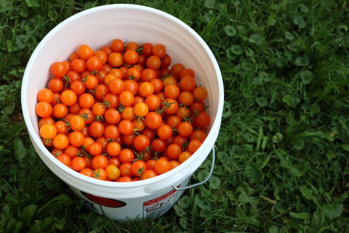 Bucket of Cherry Tomatoes