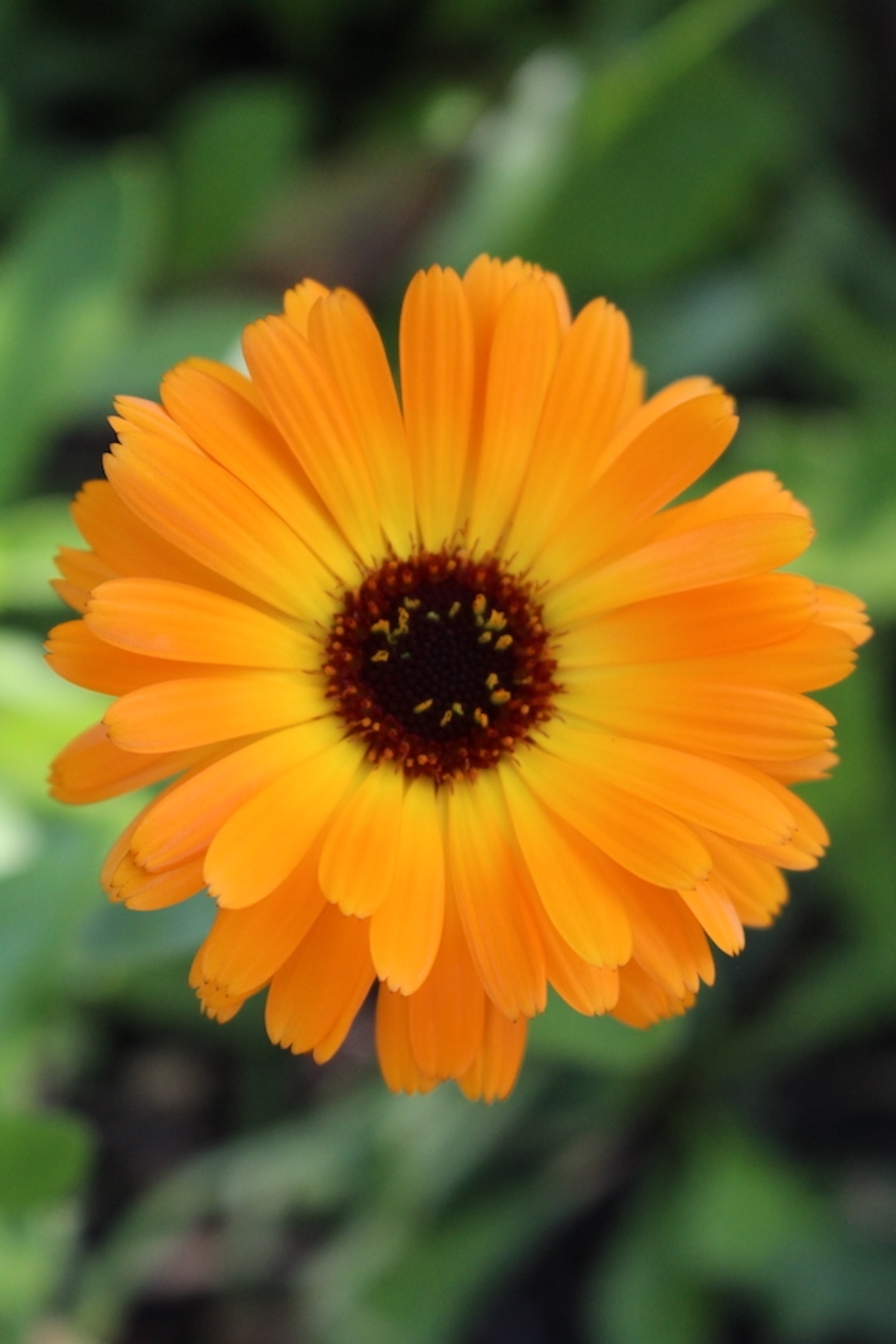 Calendula Flower