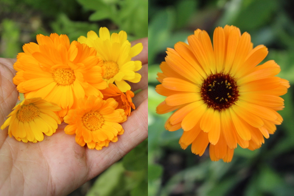Calendula flowers