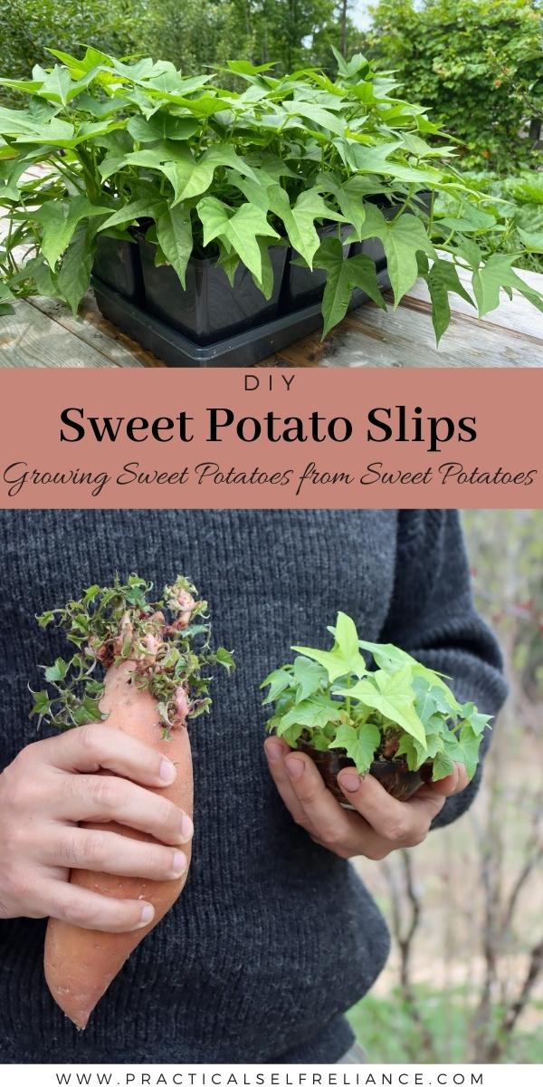 DIY Sweet Potato Slips