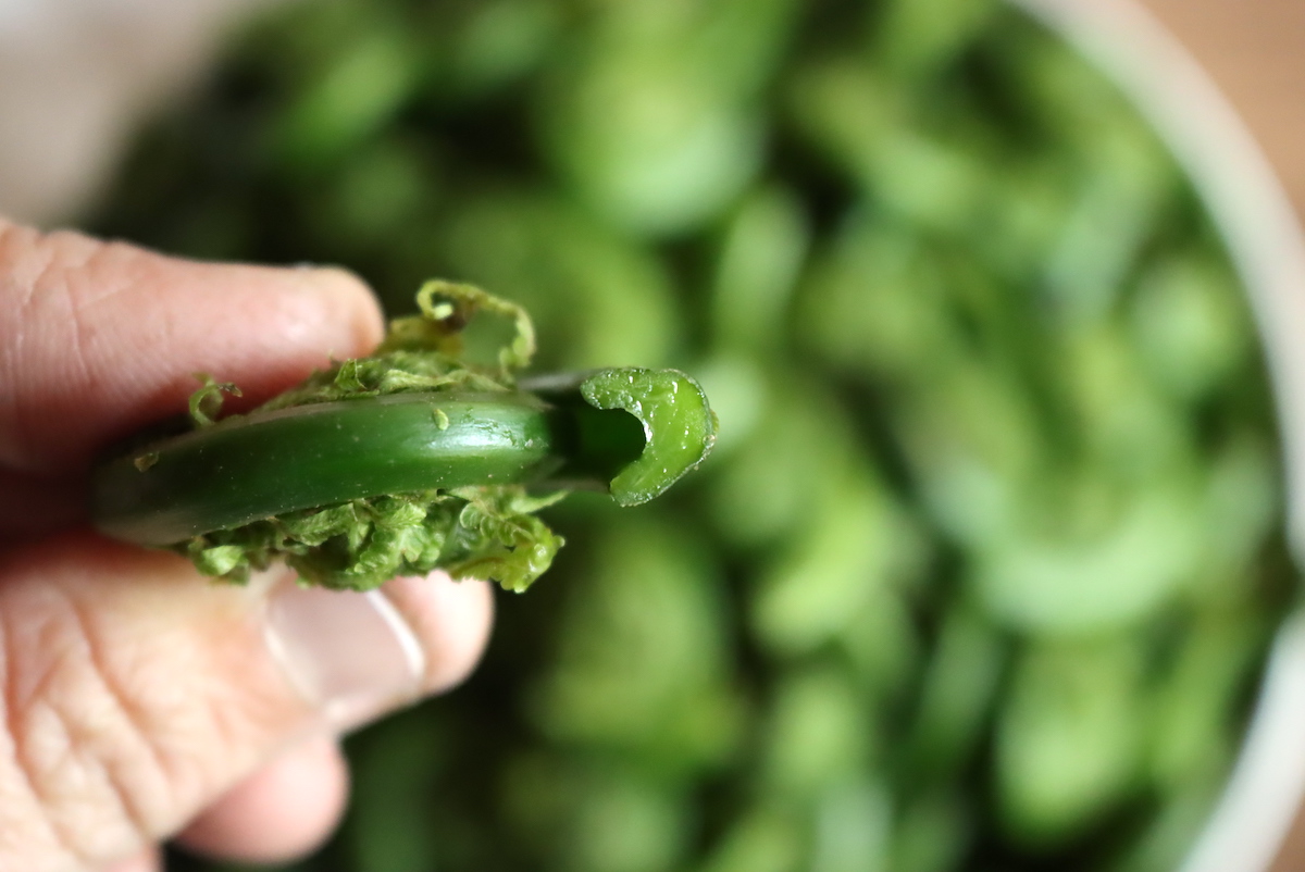 Fiddlehead Stem Shape