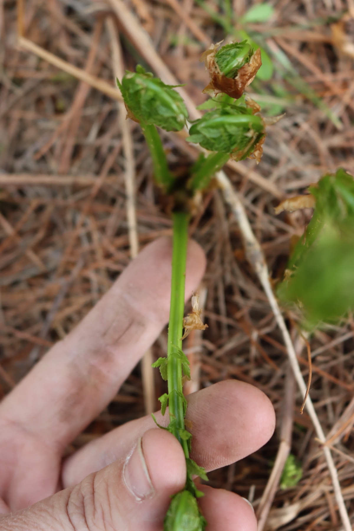 Foraging Fiddlehead Ferns (Matteuccia Struthiopteris)