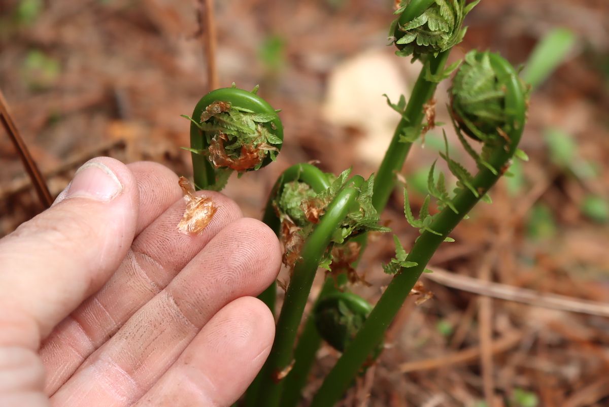 Foraging Fiddlehead Ferns (Matteuccia Struthiopteris) — Practical Self ...