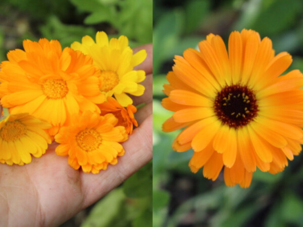 Growing Calendula