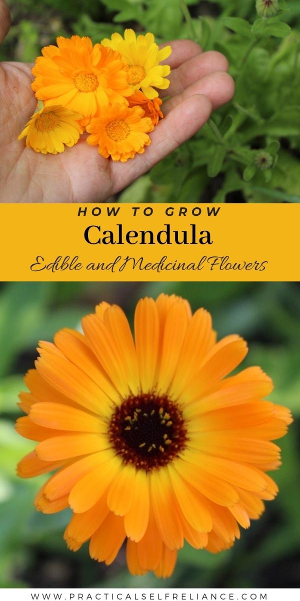 Growing Calendula