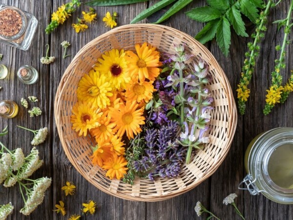 Medicinal Flowers