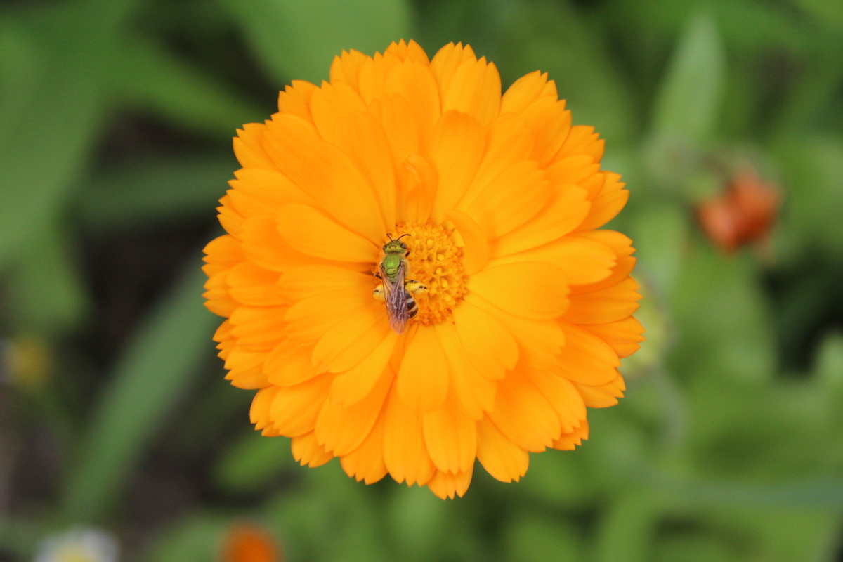 Native Bee on Calendula