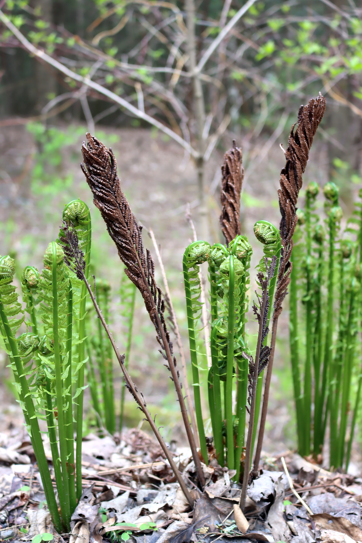 Foraging Fiddlehead Ferns (Matteuccia Struthiopteris)