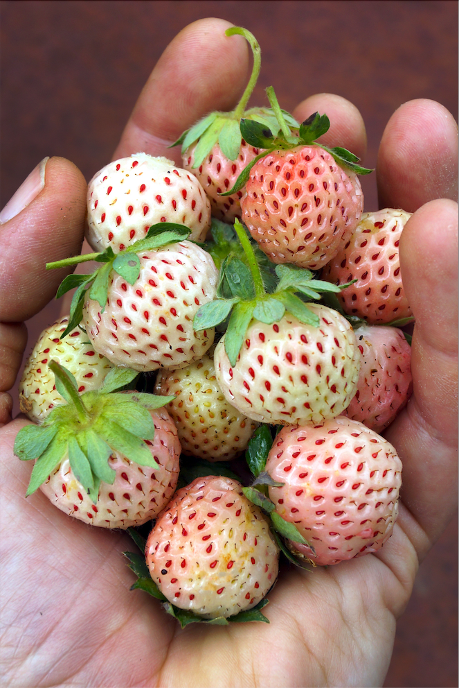Pineberries