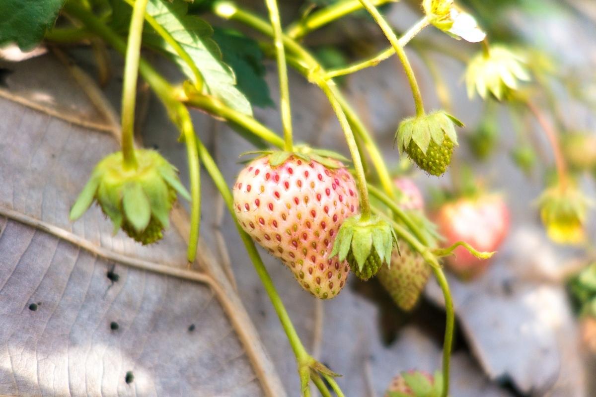 Pineberry Fruit