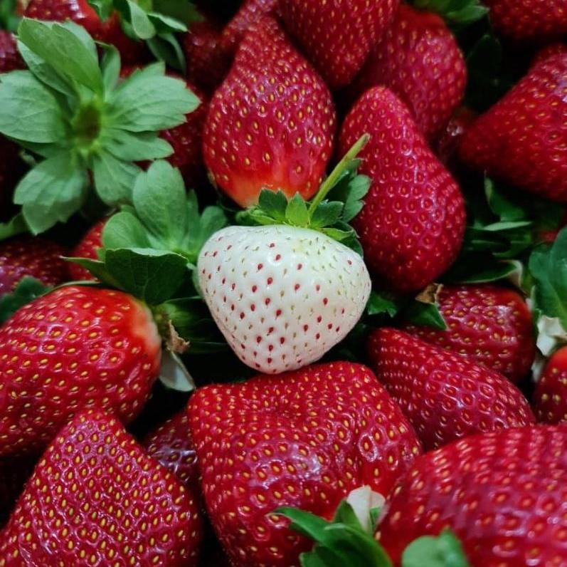 Pineberry and Regular Strawberries