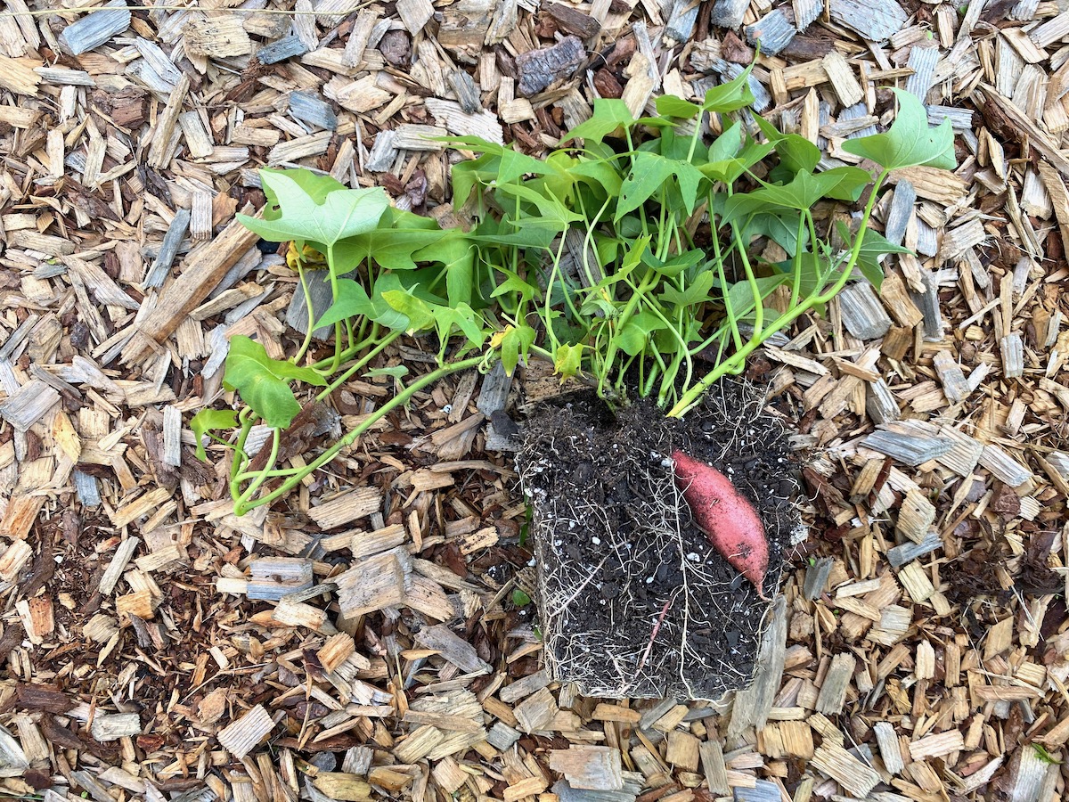 Potted Sweet Potato